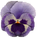 Pansy
